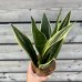 Sansevieria (Svokrin jazyky) ´SUPERBA´ - kont. C1L, výška 20-30 cm